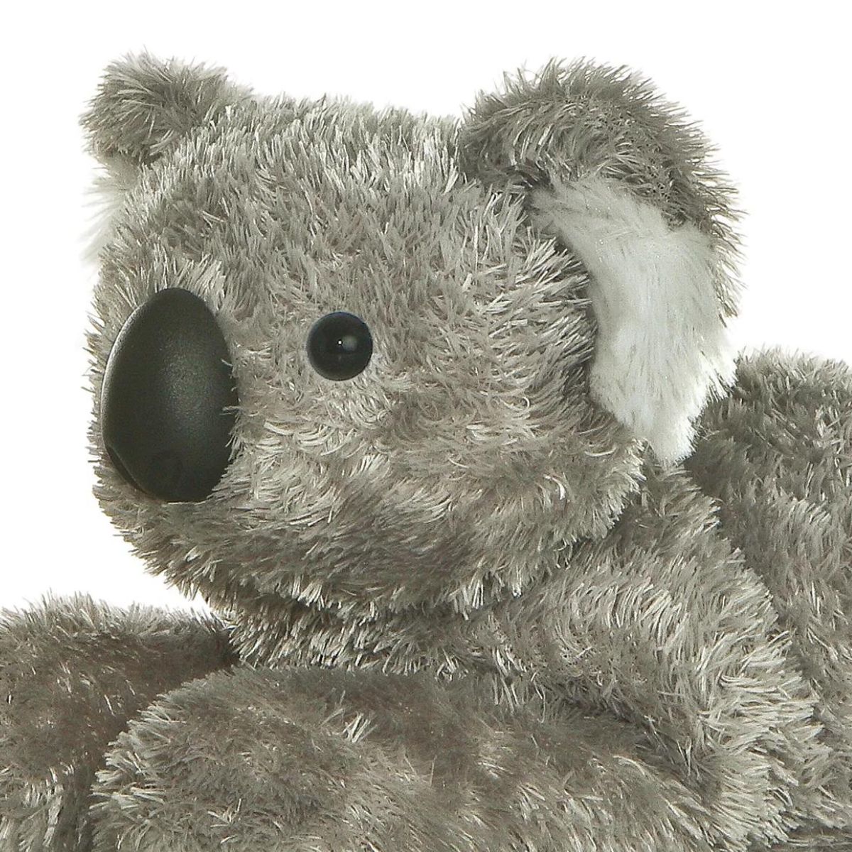 Close-up view of the koala's face highlighting its signature large black nose, dark eyes, and fuzzy white ears.